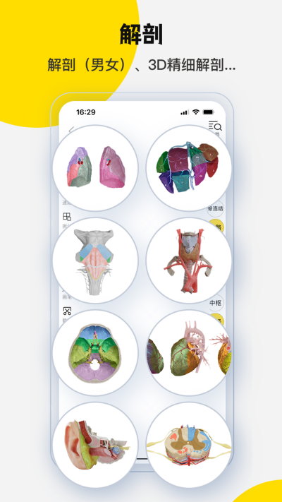 3Dbody����